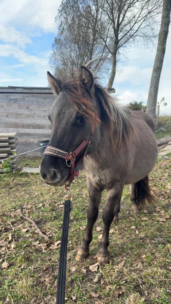 Verzorger/verzorgster gezocht, Dieren en Toebehoren, Paarden en Pony's | Overige Paardenspullen, Ophalen