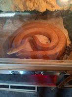 koppel 1.1 obsoleta quadrivittata, Dieren en Toebehoren, Reptielen en Amfibieën, Slang, 3 tot 6 jaar