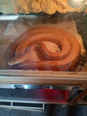 koppel 1.1 obsoleta quadrivittata  beschikbaar voor biedingen