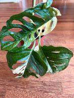 Mooie monstera adansonii variegata plant, Huis en Inrichting, Kamerplanten, Ophalen of Verzenden, Overige soorten, Minder dan 100 cm