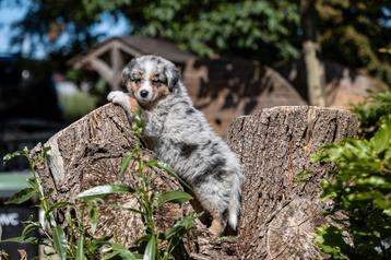 Australian Shepherd pups met stamboom beschikbaar voor biedingen