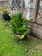 Dwergpalm - Prachtig voor uw tuin!, Volle zon, Vaste plant, Bloeit niet, Ophalen