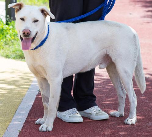 Moedig Miky met een groot, zacht hart.  (2 jaar oud), Dieren en Toebehoren, Honden | Niet-rashonden, Groot, Reu, Particulier, Eén hond