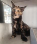 Jarela, Kitty 14-5-25 gered uit een winkel helemaal alleen, Dieren en Toebehoren, Katten en Kittens | Overige Katten, Poes, Kortharig