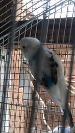 2 parkieten vrouwelijk, Dieren en Toebehoren, Vogels | Parkieten en Papegaaien, Meerdere dieren, Parkiet, Tam