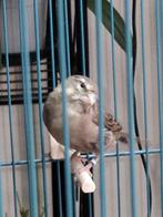 witkeel edelzanger man, Dieren en Toebehoren, Vogels | Overige Vogels, Mannelijk, Tropenvogel