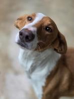 ACE: Angel is een grote schat!, Particulier, Reu, 1 tot 2 jaar, Buitenland