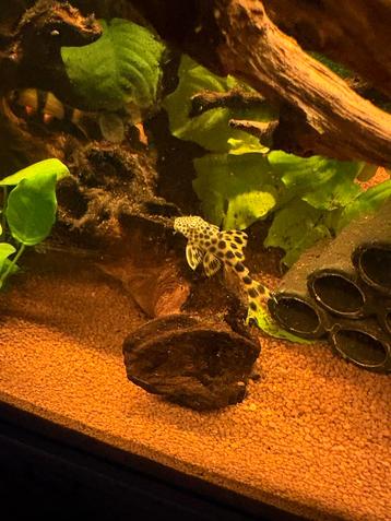 L075 Peckoltia Sabaji beschikbaar voor biedingen