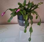 Bloeiende lidcactus, Ophalen, Halfschaduw, Minder dan 100 cm