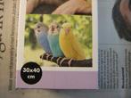 diamond painting parkietjes (love birds )30-40 cm, Verzenden, Nieuw, Knutselwerk