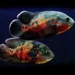 Gezocht: Pauwoogcichlide halfwas of volwassen, Dieren en Toebehoren, Vissen | Aquariumvissen, Vis, Zoetwatervis