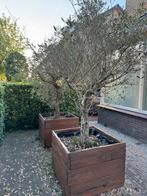 Olijfbomen met dikke oude oerstam, Tuin en Terras, Planten | Bomen, Ophalen, Volle zon, Olijfboom, 100 tot 250 cm