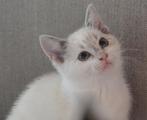 Prachtige kitten, poesje, geboren 1 augustus., Dieren en Toebehoren, Katten en Kittens | Overige Katten, Poes, Kortharig, 0 tot 2 jaar