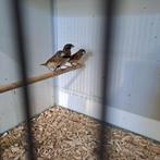 Bruinborstrietvinken, Dieren en Toebehoren, Vogels | Overige Vogels, Mannelijk