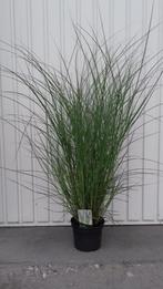 siergras miscanthus kleine silberspinne, Ophalen, Zomer, Vaste plant, Siergrassen