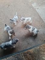 jack russel pups bont merle, Jack Russell Terriër, 8 tot 15 weken, Meerdere, Meerdere dieren
