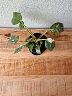 Philodendron white princess, Ophalen, Overige soorten, Minder dan 100 cm