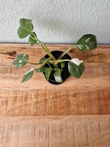 Philodendron white princess beschikbaar voor biedingen