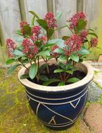 Skimmia plant met gratis grote buitenpot, Tuin en Terras, Ophalen, Overige soorten, Volle zon