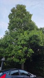 Tulpenboom (Liriodendron tulipifera) ongeveer 30 meter, Ophalen, Zomer, Volle zon, Overige soorten