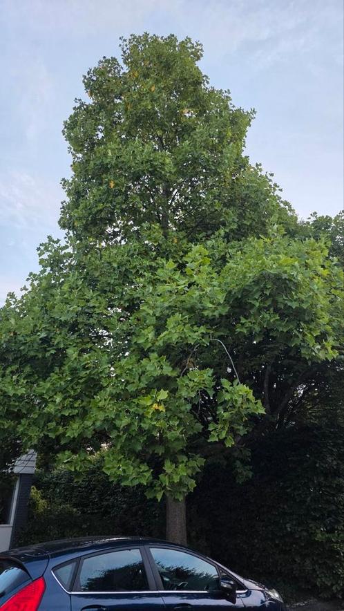 Tulpenboom (Liriodendron tulipifera) ongeveer 30 meter, Tuin en Terras, Planten | Bomen, Overige soorten, Volle zon, Zomer, Ophalen