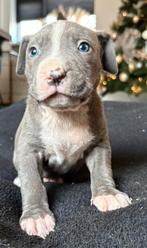 American bully xl pups, Overige rassen, CDV (hondenziekte), 8 tot 15 weken, Meerdere