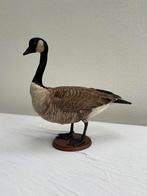 Opgezette gans, taxidermy, canadese gans, Ophalen of Verzenden, Zo goed als nieuw, Vogel, Opgezet dier