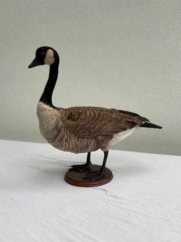 Opgezette gans, taxidermy, canadese gans beschikbaar voor biedingen