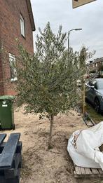 Olijfboom, Bloeit niet, 100 tot 250 cm, Olijfboom, Ophalen