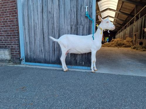 Drachtige Witte stamboek geit, Sjoukje 85. CL Cae vrij,, Dieren en Toebehoren, Schapen, Geiten en Varkens, Geit, Vrouwelijk, 0 tot 2 jaar