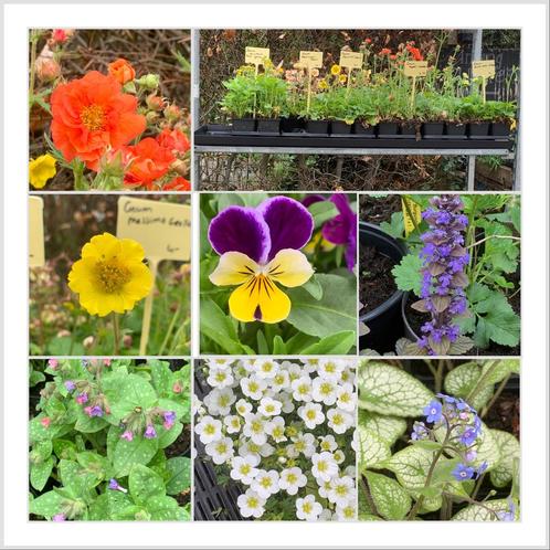 Vaste planten, kruiden en bijzondere groenten Selfservice, Tuin en Terras, Planten | Tuinplanten, Volle zon, Zomer, Ophalen