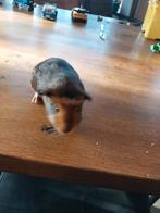 3 lieve cavia beertjes en 1 cavia zeugje, Dieren en Toebehoren, Knaagdieren, Cavia, November, Meerdere dieren, Tam