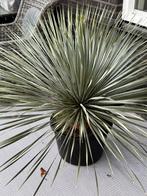 Prachtige grote Mediterane Yucca Rostrata, Tuin en Terras, Ophalen, Vaste plant, Overige soorten, Volle zon