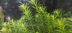 Verschillende aquariumplanten te koop, Dieren en Toebehoren, Vissen | Aquaria en Toebehoren, Ophalen, Plant(en), Steen of Hout