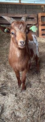 Dwerggeiten dwergbok dekbok bok, Dieren en Toebehoren, Schapen, Geiten en Varkens, Mannelijk, Geit, 0 tot 2 jaar