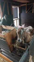 Dek bok hoornloze toggenburger geit geiten, Dieren en Toebehoren, Schapen, Geiten en Varkens, Mannelijk, Geit