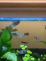 Jordanella floridae – Blokvisje, Dieren en Toebehoren, Vissen | Aquariumvissen, Vis