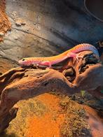luipaard gekko, Dieren en Toebehoren, Reptielen en Amfibieën, Hagedis, 0 tot 2 jaar