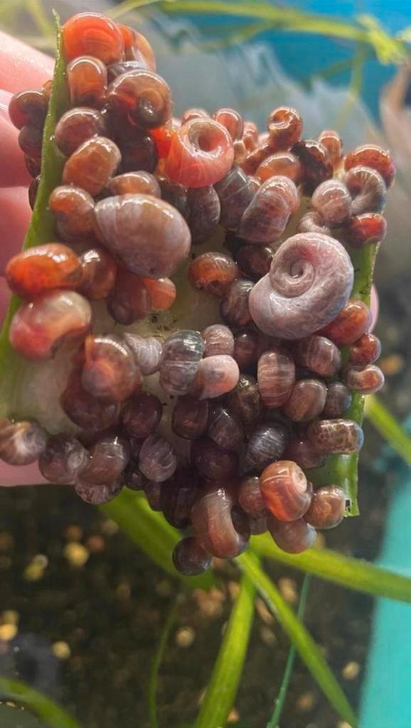 Posthoorn slakken 100 voor 20 euro, Dieren en Toebehoren, Vissen | Aquariumvissen, Slak of Weekdier