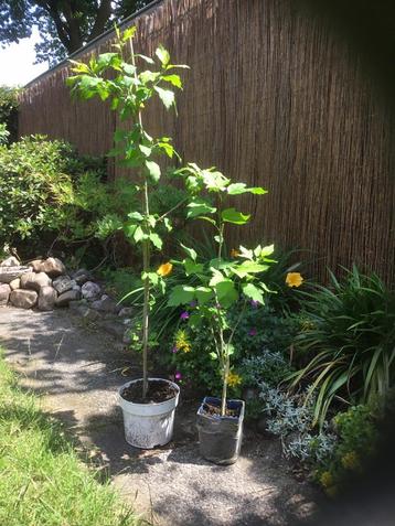 2 kleur Hibiscus plant 🪴 beschikbaar voor biedingen