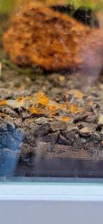Orange rili garnalen (neocaridina), Dieren en Toebehoren, Vissen | Aquariumvissen, Zoetwatervis, Kreeft, Krab of Garnaal, Schoolvis