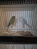 Te koop grasparkieten twee koppels, Meerdere dieren, Parkiet