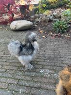 Grijs zijdehoender haantje, Dieren en Toebehoren, Pluimvee, Mannelijk, Kip