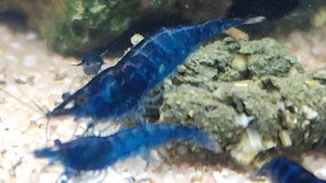 Blue velvet neocardine beschikbaar voor biedingen