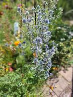 Kruisdistel (Eryngium), Ophalen of Verzenden, Najaar, Volle zon, Zaad
