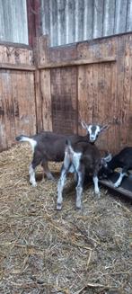Toggenburger bokken te koop, Dieren en Toebehoren, Schapen, Geiten en Varkens, Mannelijk, Geit