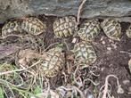 Griekse landschildpad, Dieren en Toebehoren, Reptielen en Amfibieën, Schildpad, 3 tot 6 jaar