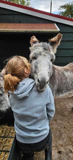 Verzorgpaard or ezel, Dieren en Toebehoren, Overige Dieren, Maart, Vrouwelijk
