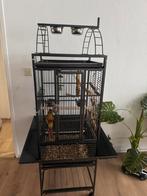 Groen wand parkiet green cheek conure, Mannelijk, Parkiet