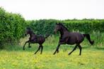 Knappe dressuurtopper te koop, Dieren en Toebehoren, Paarden, Merrie, Gechipt, Niet van toepassing, Dressuurpaard